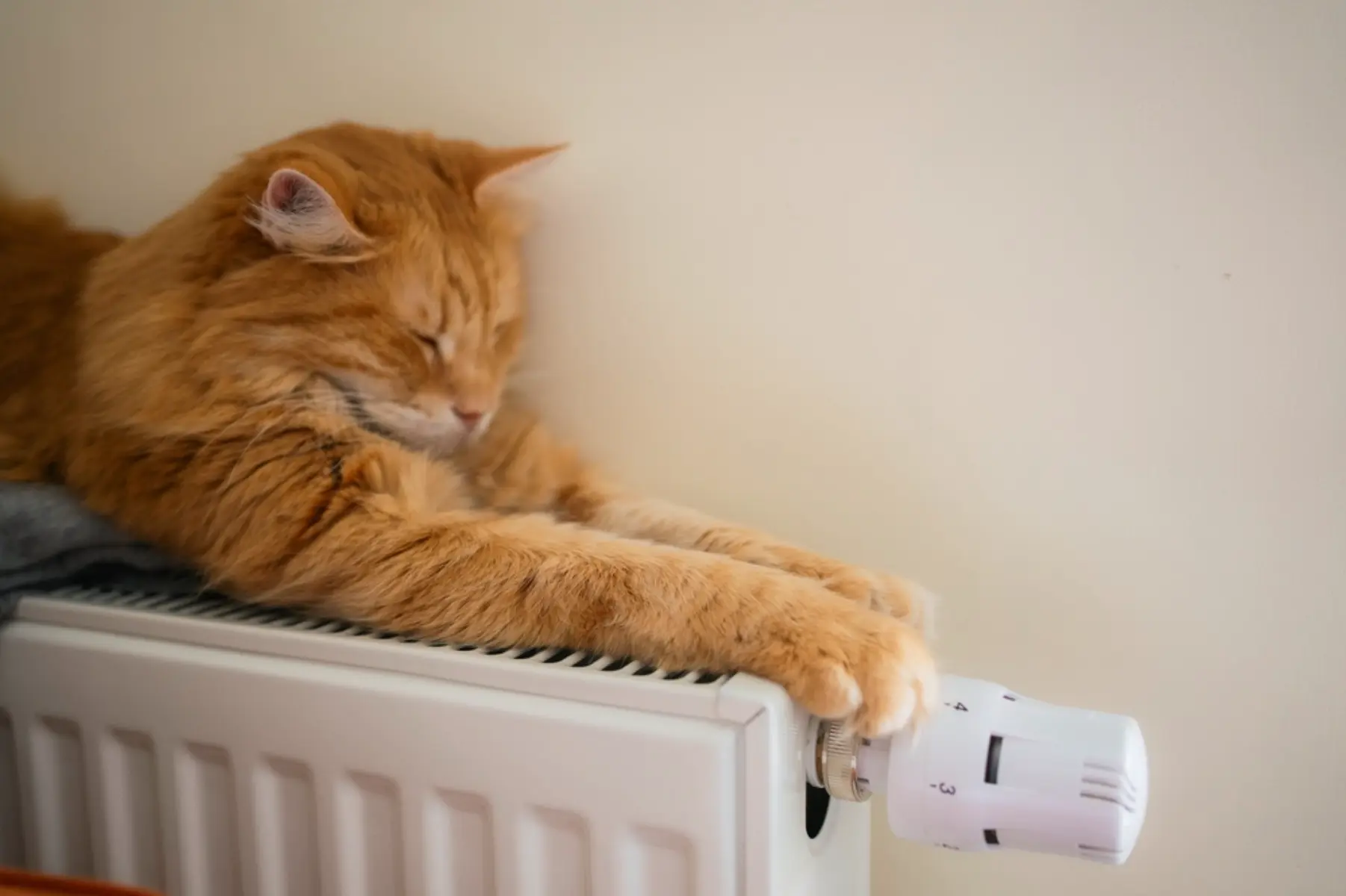Cat on warm radiator